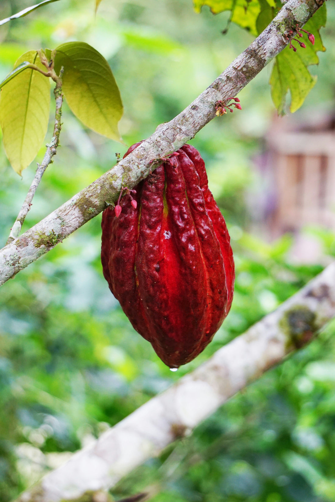 Exploring the Terroir of Chocolate: How the Origins of Cocoa Beans Influence Flavor